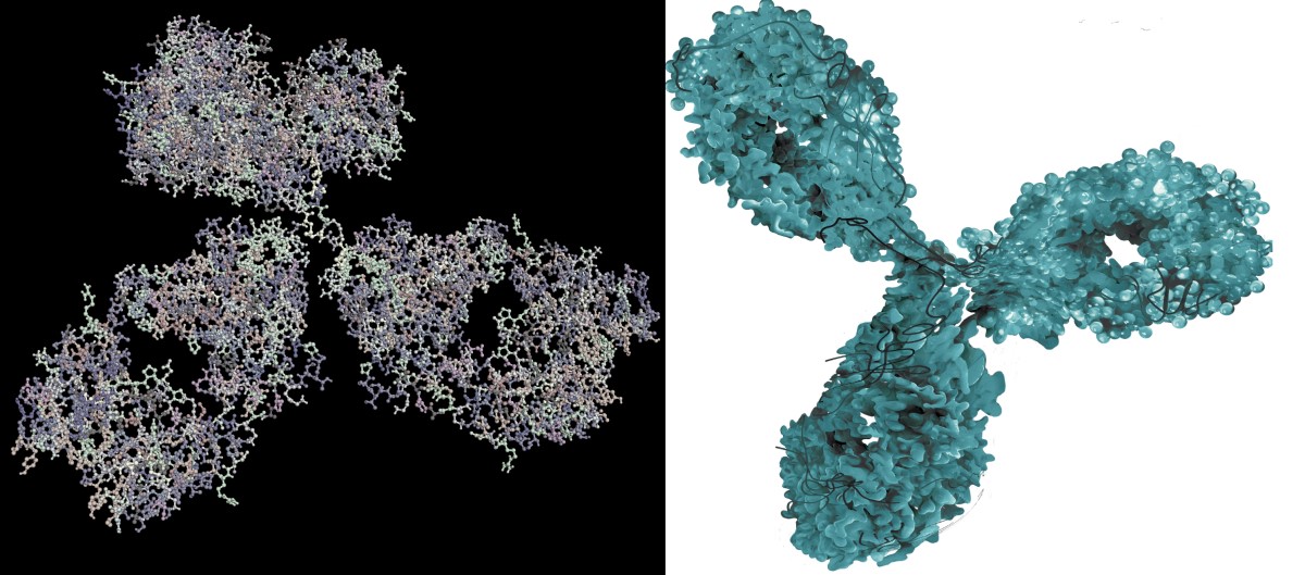 Imagen molecular de un anticuerpo monoclonal - un fármaco biológico