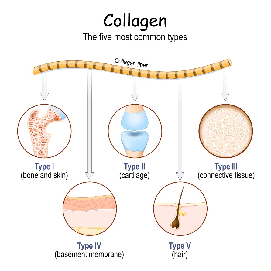 Los tipos de colágeno más comunes en el cuerpo humano