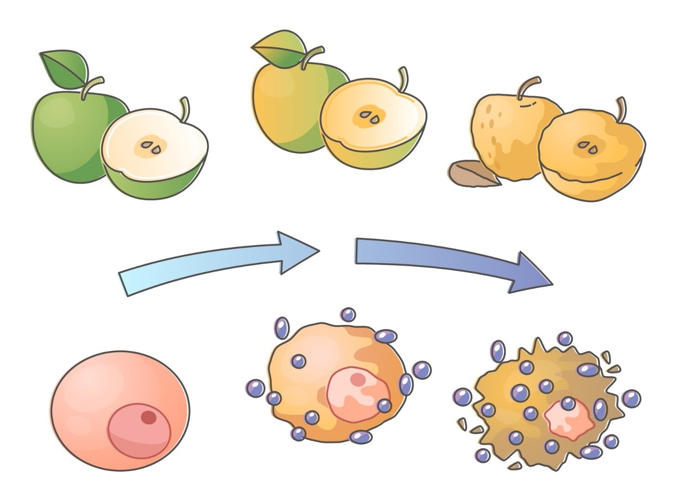 Estrés oxidativo - ilustración de la manzana y el deterioro celular