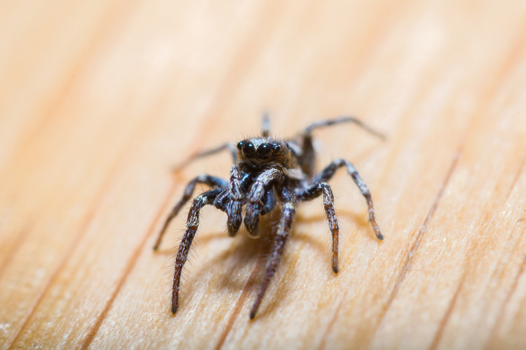 araña negra, plano frontal, sobre fondo marrón pálido