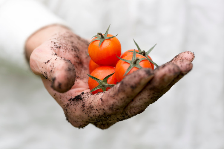 mano sucia sosteniendo tomates