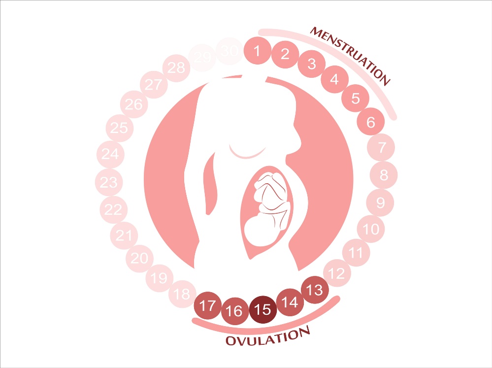 El ciclo femenino: menstruación, ovulación y periodos fértiles