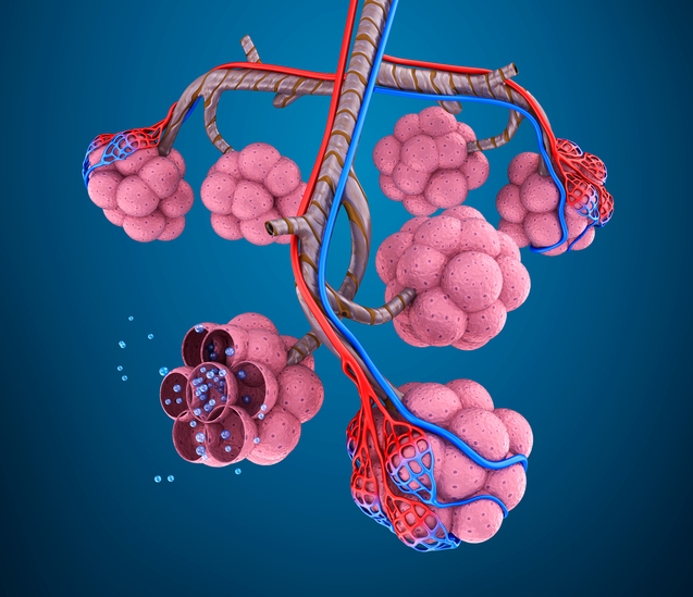 Modelo de la cámara pulmonar, es decir, alvéolo, vasos pulmonares, moléculas de oxígeno