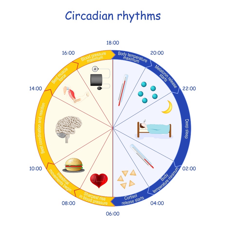 Ejemplo de ritmo circadiano, secreción de melatonina y función corporal