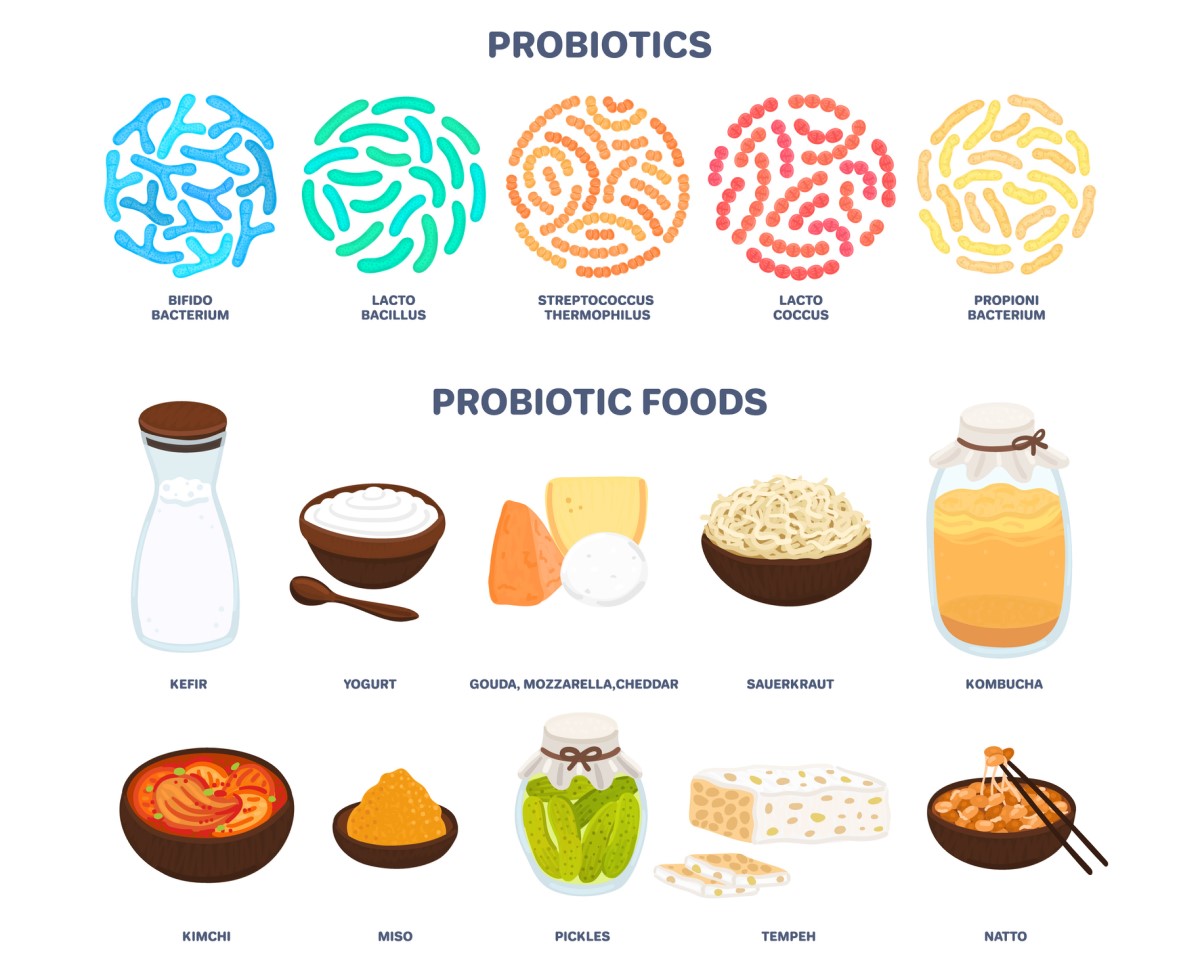 Probióticos: probióticos en la dieta que modifican el equilibrio bacteriano y la función del tracto digestivo - kéfir, yogur, queso - gouda, mozzarella, cheddar, kombucha, kimchi, encurtidos, etc.