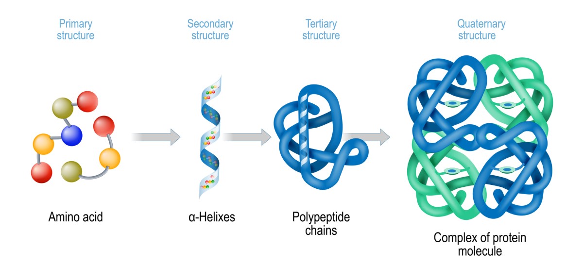 Estructura de las proteínas - representación esquemática