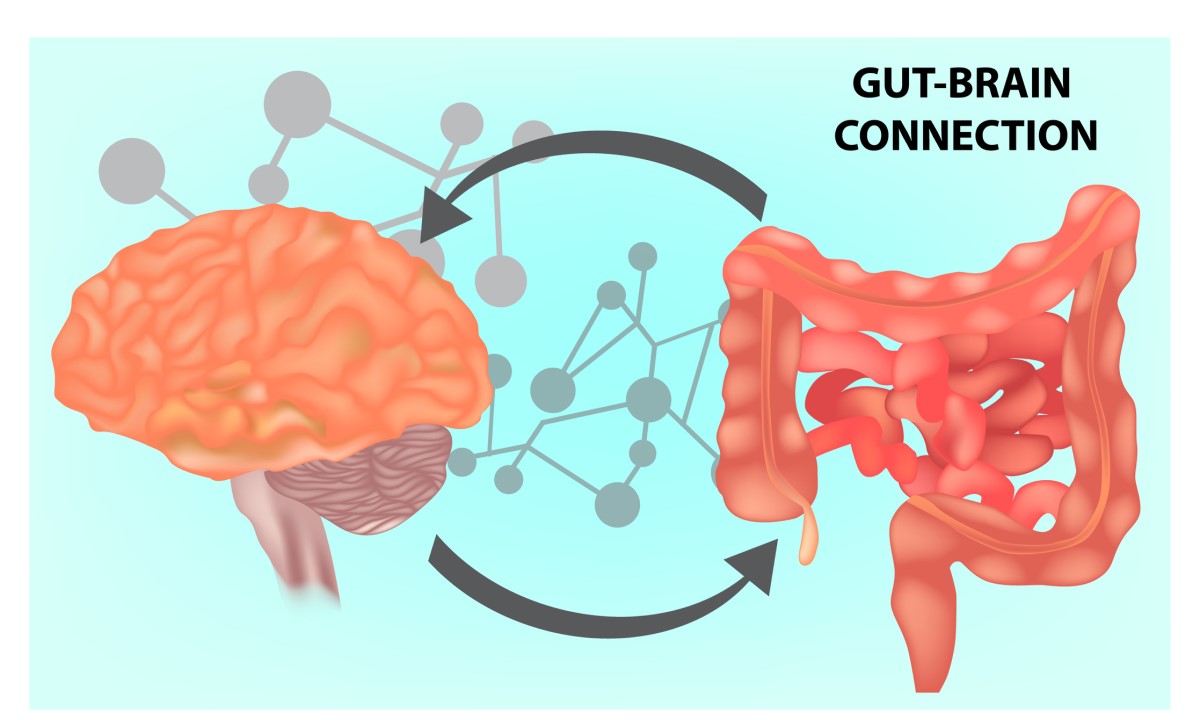 La conexión intestino-cerebro: conectar el cerebro y el intestino delgado