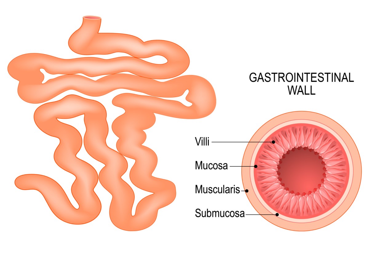 El intestino delgado y la composición de la pared intestinal: vellosidades, mucosa, submucosa y muscularis.