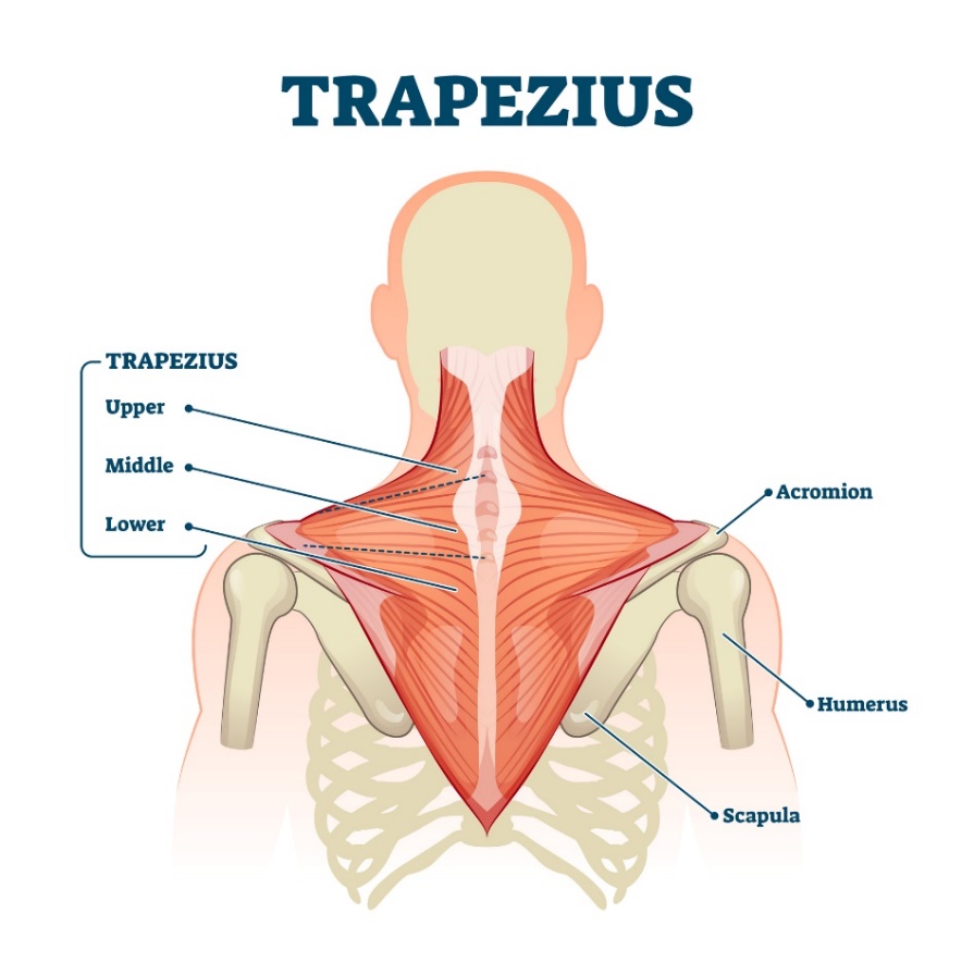 Músculo trapecio (musculus trapezius): fibras superiores, medias e inferiores del músculo. Acromion (apófisis de la escápula situada sobre la articulación del hombro, Humerus - húmero, Scapula - escápula).