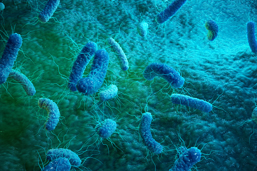 bacterias agrandadas microscópicamente