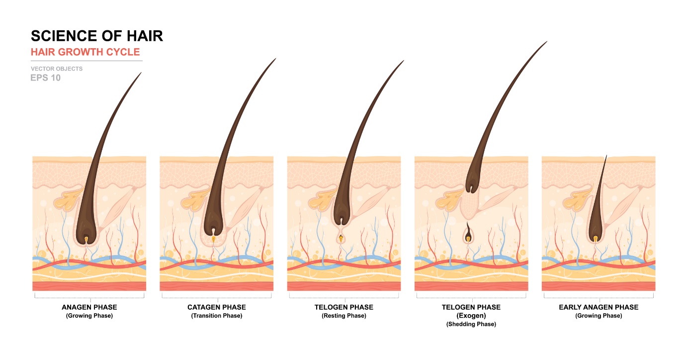 Ciclo de crecimiento del cabello