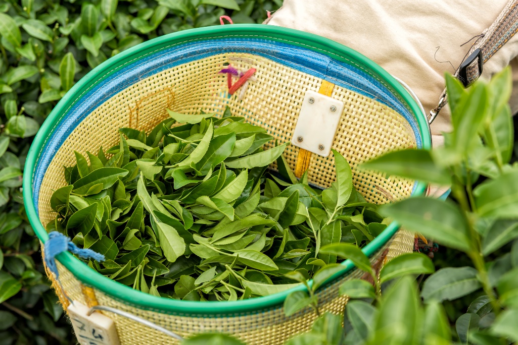 Recogida de las hojas enteras de la planta del árbol del té