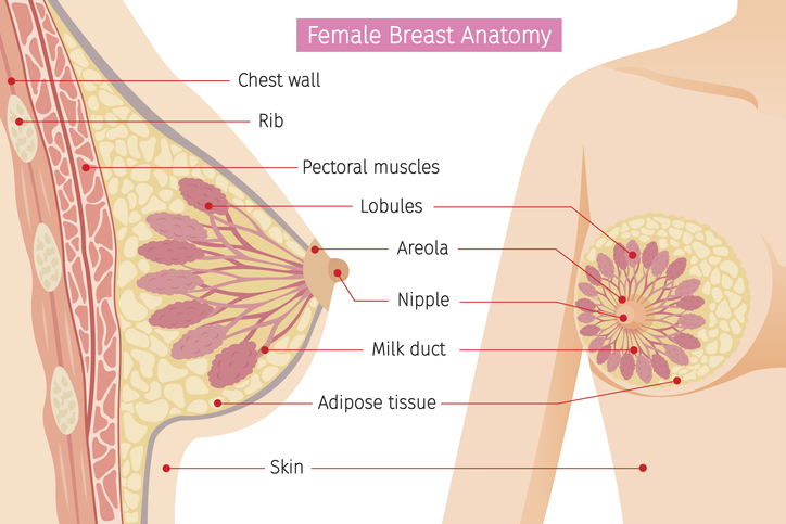 Anatomía de los senos femeninos