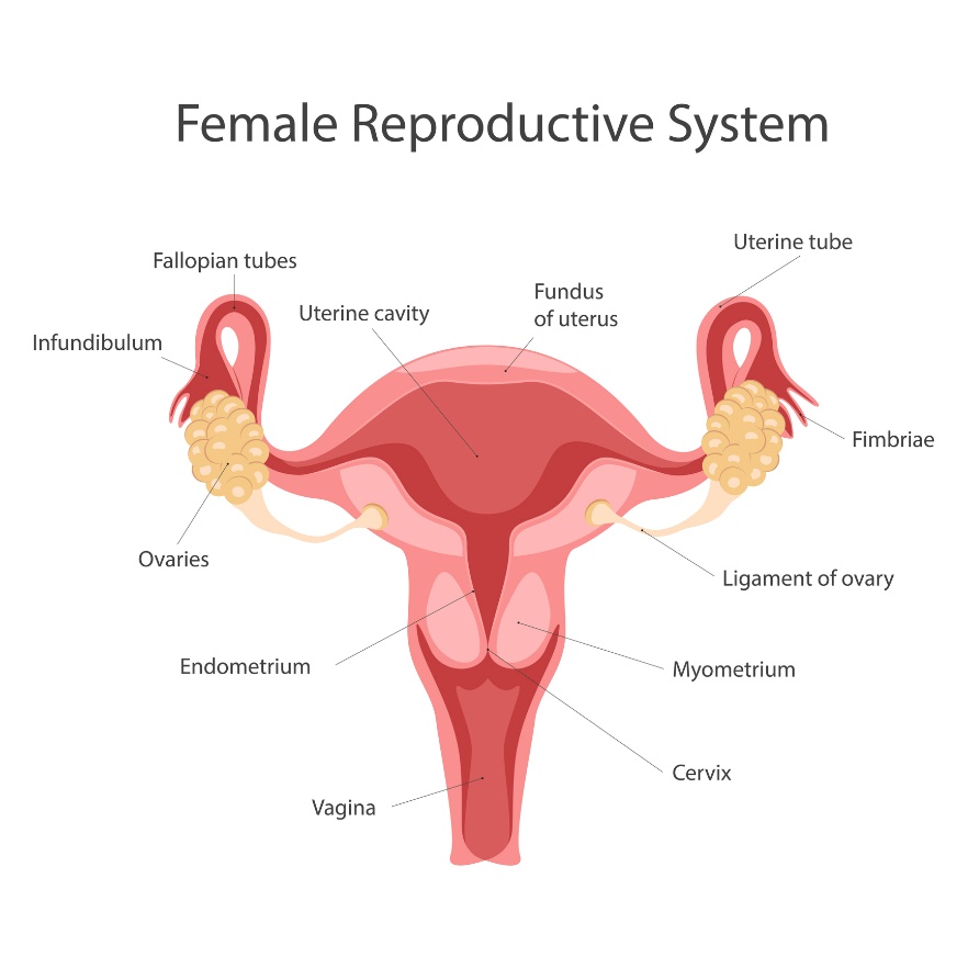 Sistema reproductor femenino