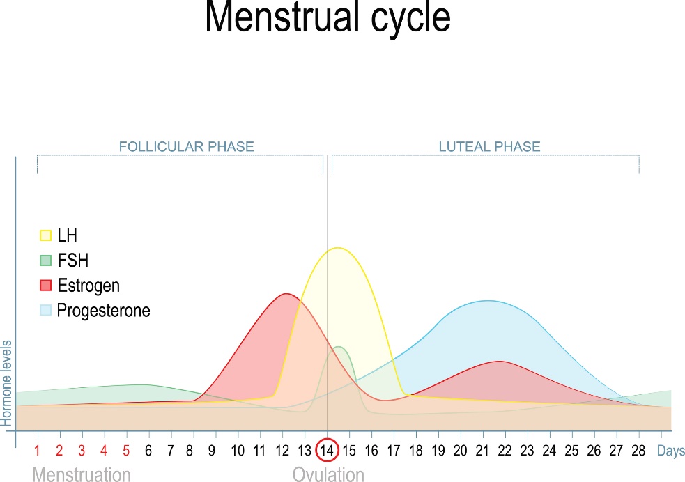 Cambio en los niveles de hormonas sexuales durante el ciclo menstrual