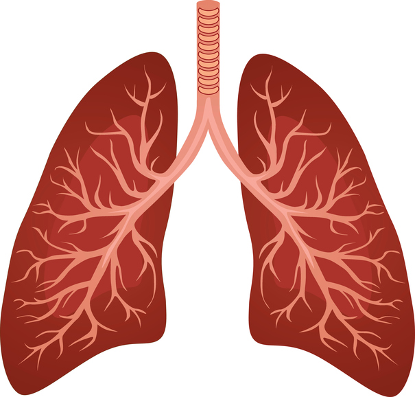 Modelo, tracto respiratorio inferior y pulmones