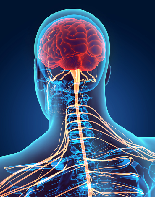 sistema nervioso humano, cerebro, médula espinal, nervios