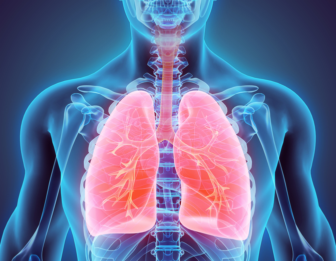 Modelo del sistema respiratorio, colocación en el tórax