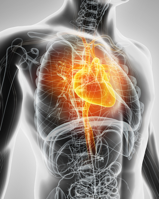 Modelo de corazón, sistema cardiovascular, respiratorio y digestivo