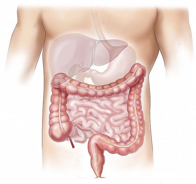 Modelo, aparato digestivo, estómago, hígado, intestinos