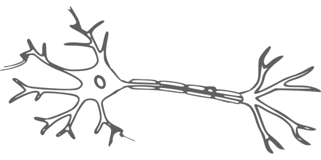 célula nerviosa, neurona