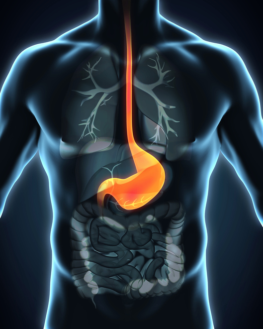 Modelo de cuerpo humano, recortable con sistema digestivo visible - esófago y estómago