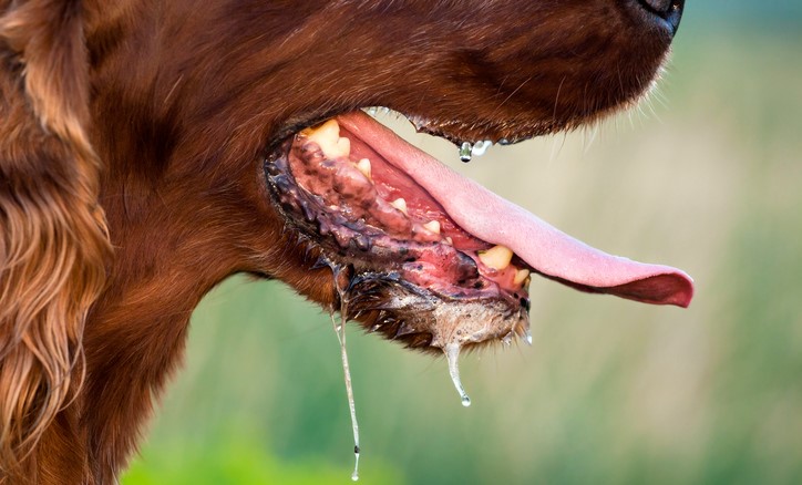 Babeo en un perro, posible transmisión de enfermedades como la rabia