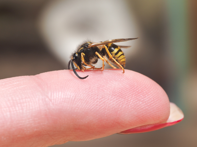 Una avispa posada en un dedo, signo de alergia a las picaduras de insectos