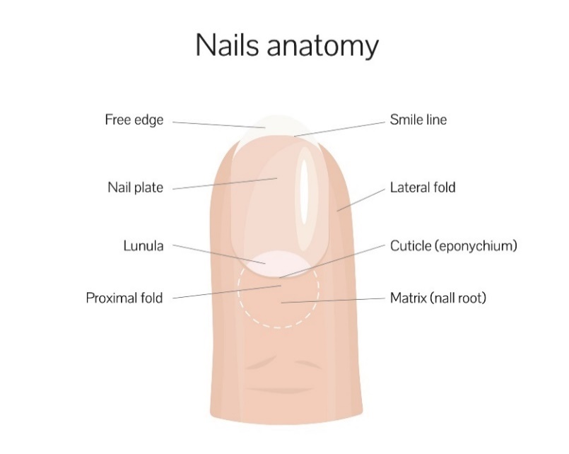 Estructura de la uña: borde libre, línea de la sonrisa, placa ungueal, pliegue lateral, lúnula, pliegue proximal, raíz ungueal (matriz).