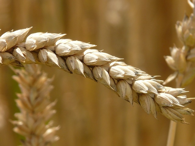 Una borla de centeno, que representa la intolerancia al gluten, es decir, la celiaquía