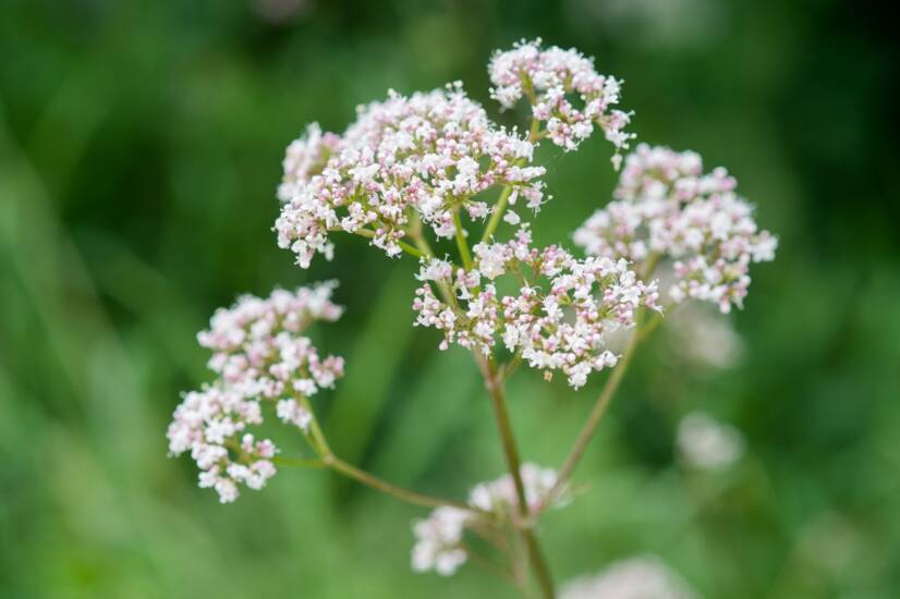 Qué es la valeriana: ¿Qué efectos tiene en el cuerpo humano?