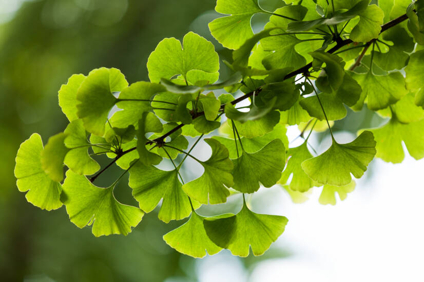 Ginkgo biloba: ¿Cuáles son sus efectos deseables e indeseables? ¿Favorece la memoria?