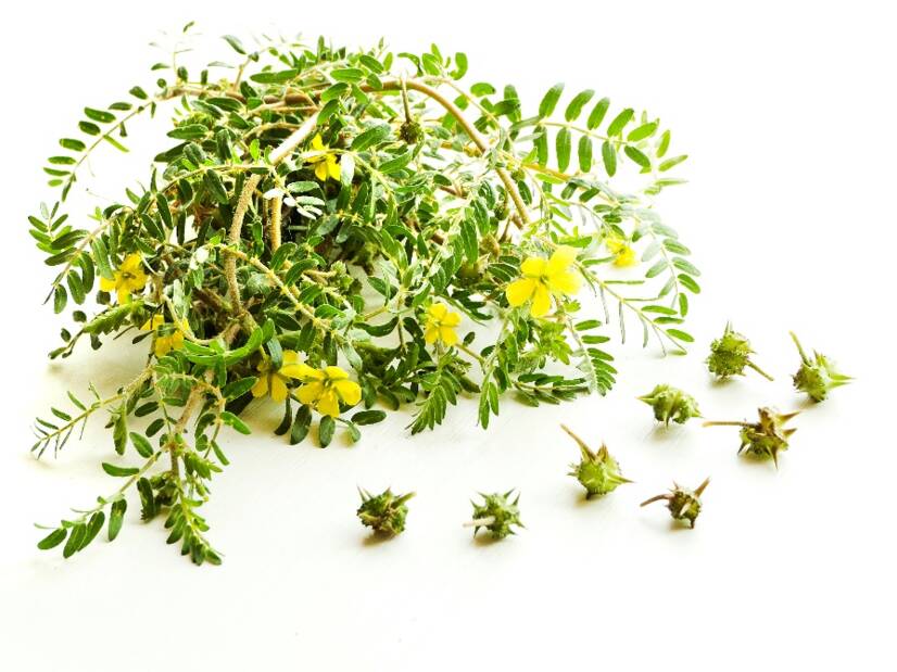 Tribulus terrestris y efectos. ¿Favorece la libido y el rendimiento?