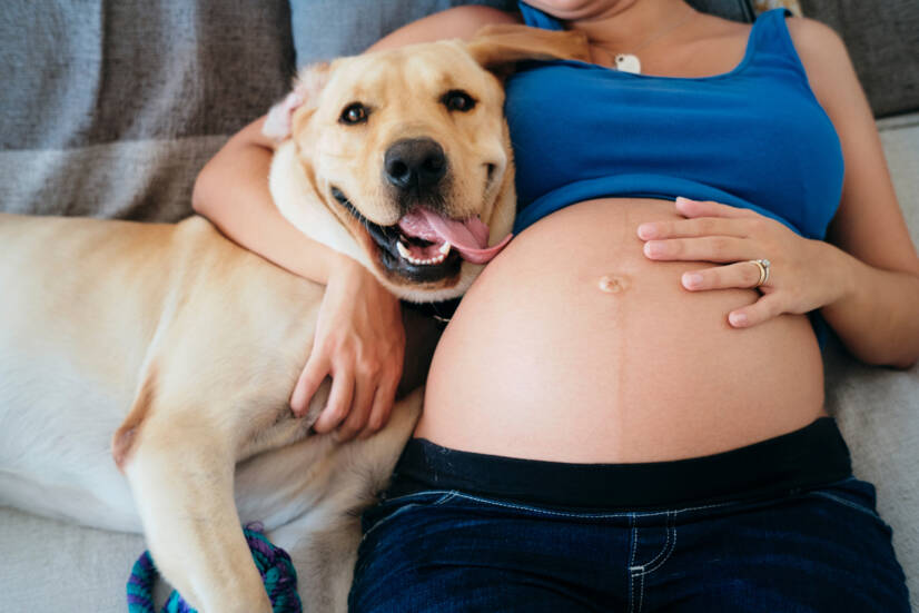 Mujer embarazada y mascotas. Fuente de la foto: Getty Images