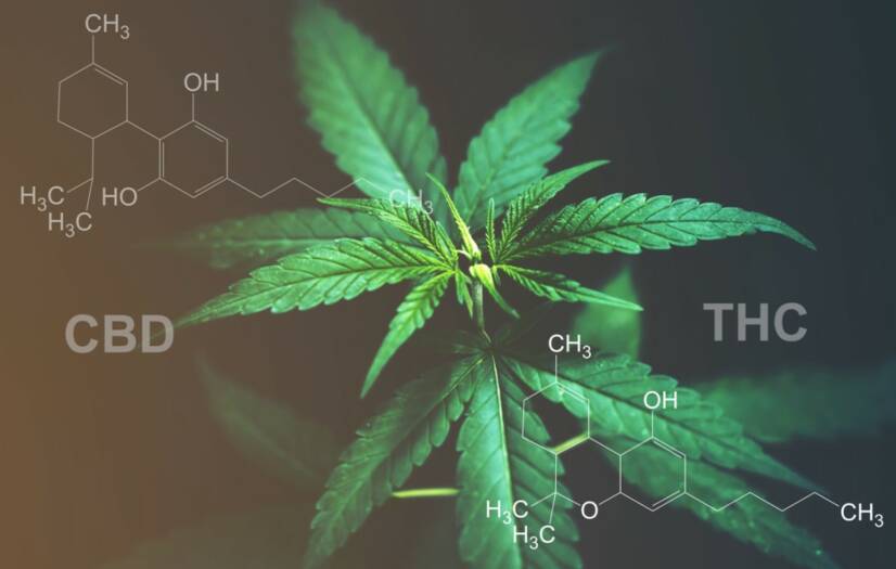 CBD frente a THC: ¿Conoces la diferencia de efectos y usos?