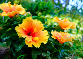 ¿Qué efectos tiene el hibisco y de qué tipo?