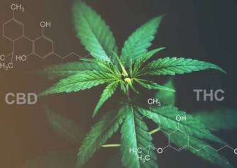 CBD frente a THC: ¿Conoces la diferencia de efectos y usos?