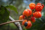 ¿Qué es el guaraná - paulina? ¿Cuáles son sus efectos deseables e indeseables?